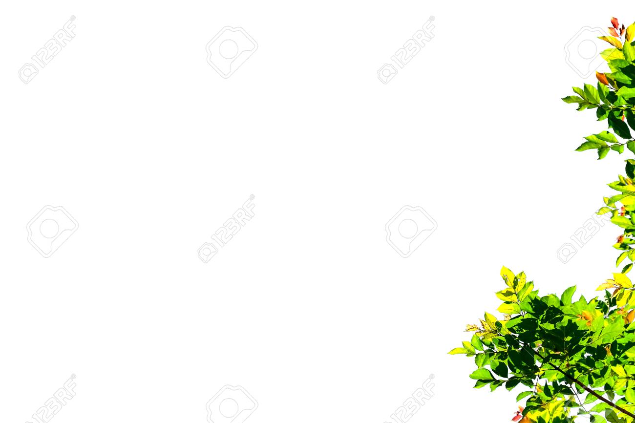Isolated Simple Normal Tree On White Background Stock Photo