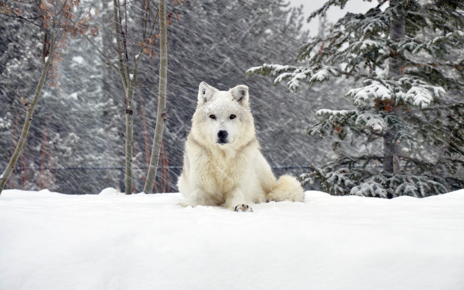 Beautiful photo of a white dog in the snow A free dog wallpaper for