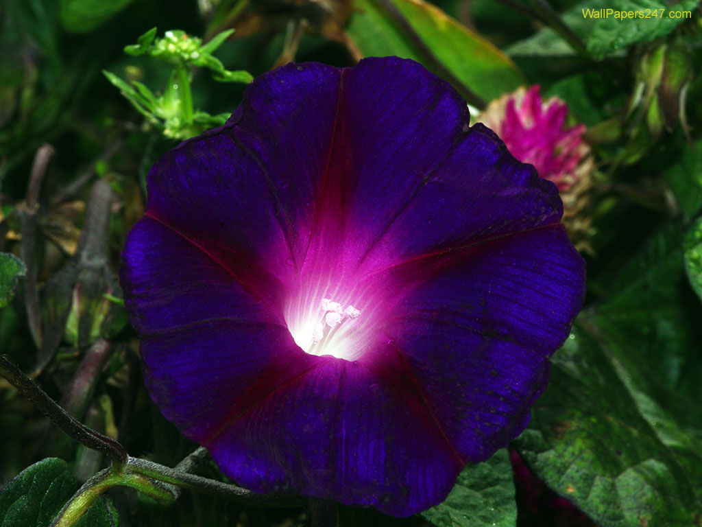 Flowers Wallpaper Purple