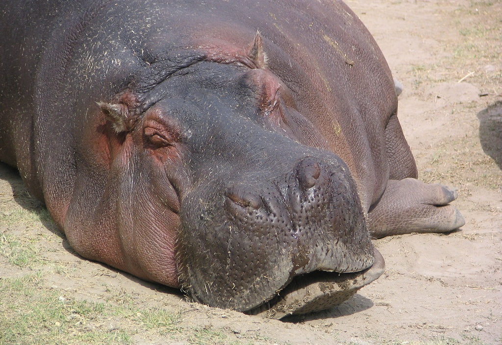 Of Image The Hippopotamus Take A Peek At These Awesome Hippo