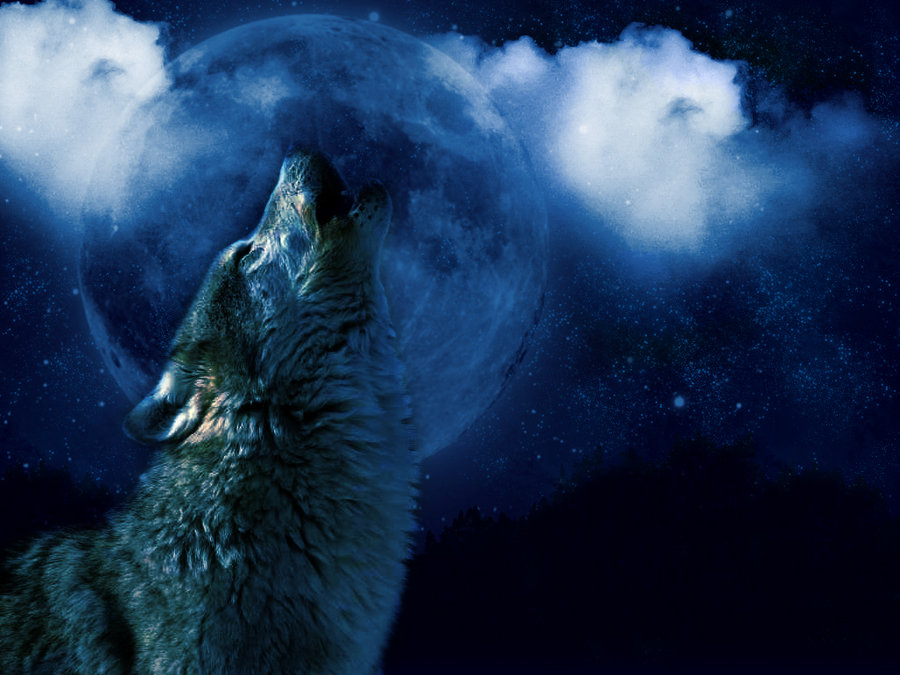 wolf howling at the moon by ameriannajpg
