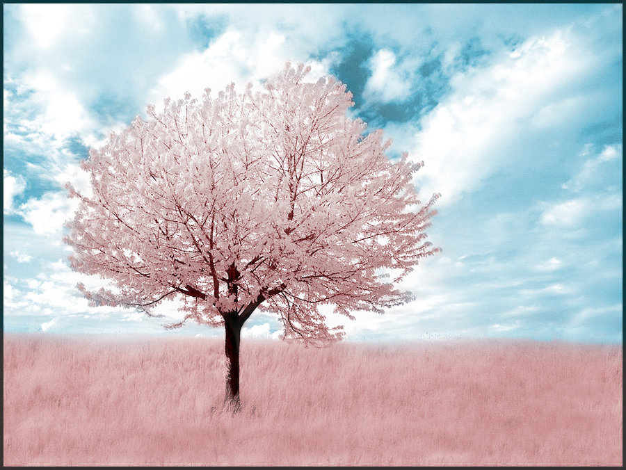 Pink Tree Infrared By Michilauke