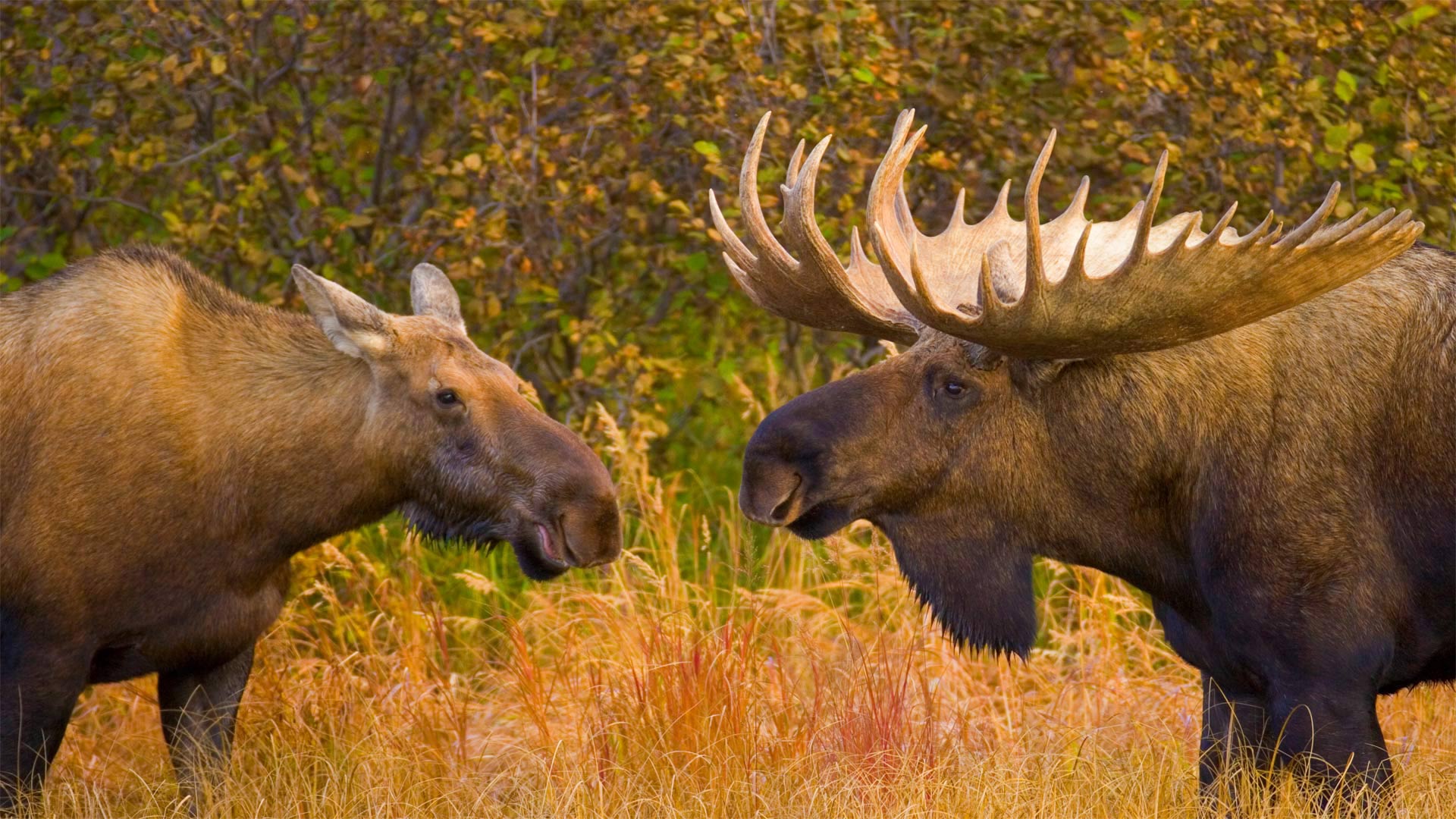 Alaska Moose Wallpaper
