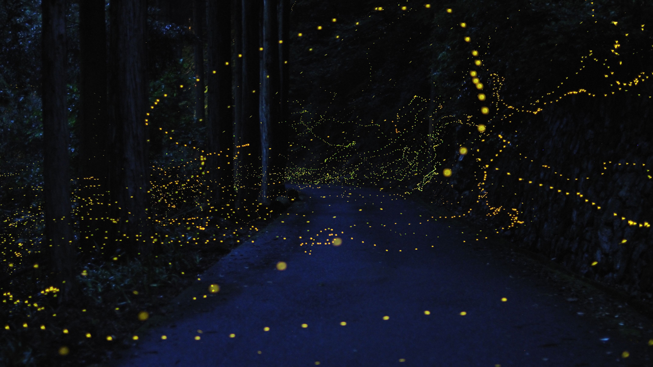  japan3 1024x576 [Pics] Long Exposure Images Of Lightning Bugs In Japan