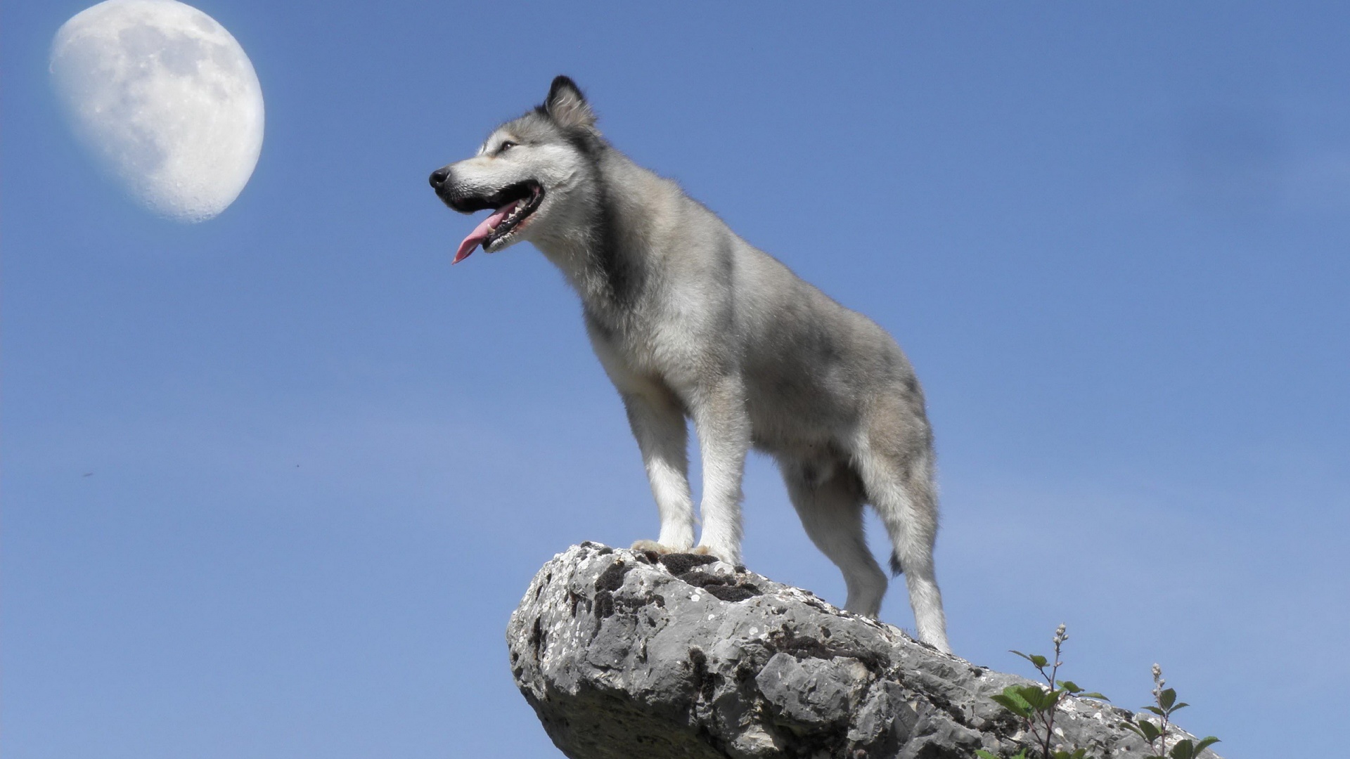 Wolf Cub Desktop Wallpaper And Stock Photos