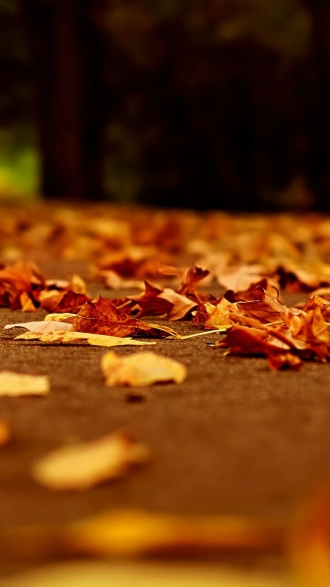 Nature Fall Orange Leaves Road Bokeh iPhone Wallpaper