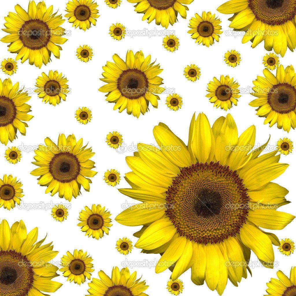 Sunflower Background - WallpaperSafari