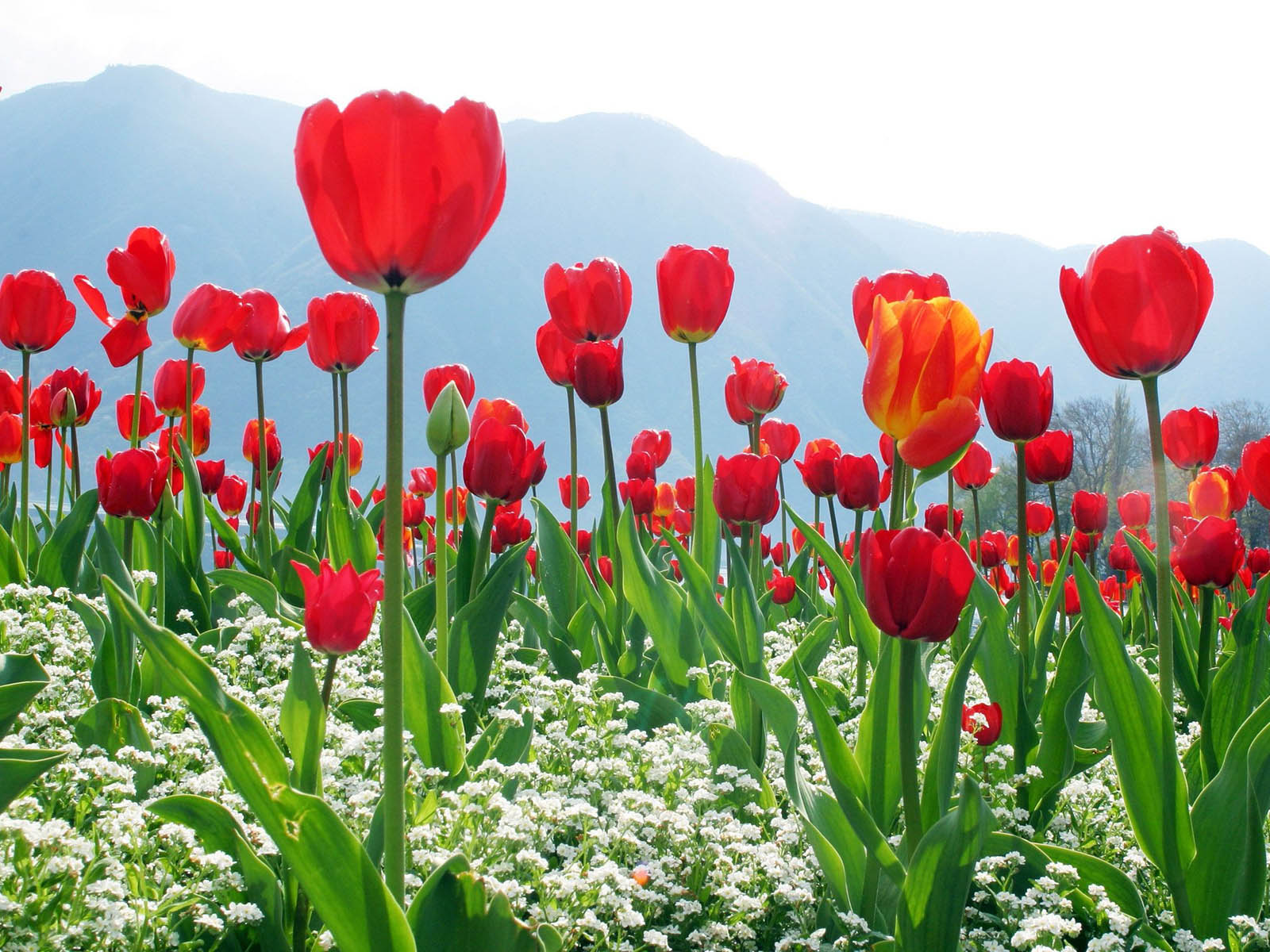 The Red Tulips Wallpaper Desktop