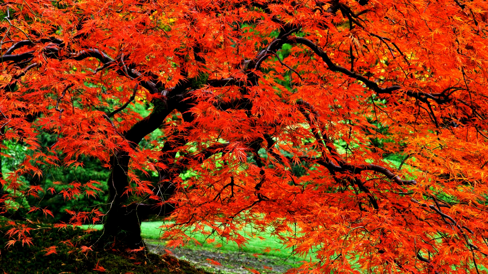 row of autumn trees