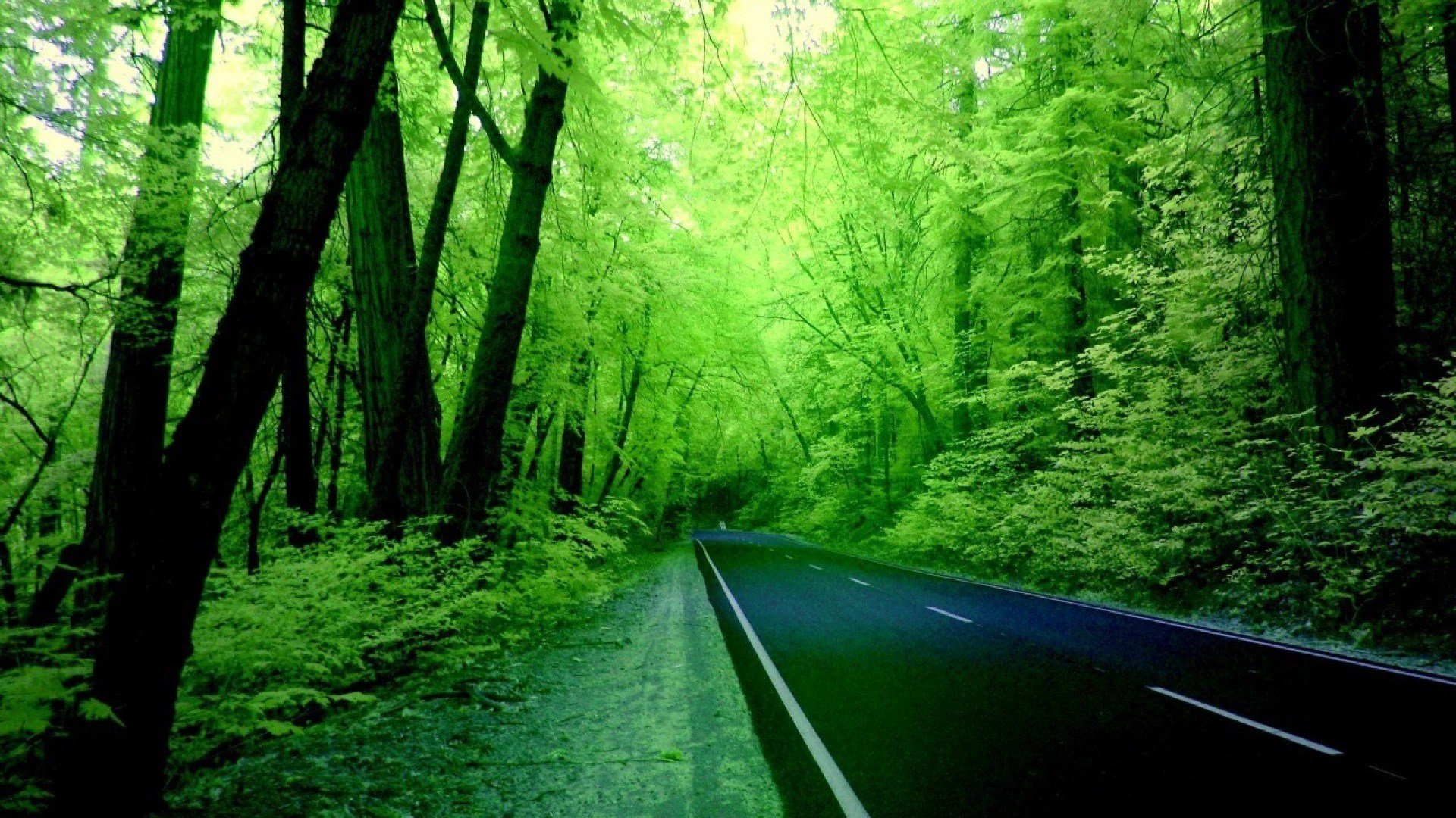 A scenic road winding through a lush green forest, perfect for nature lovers