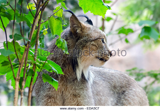 Canada Lynx Stock Photos Canada Lynx Stock Images   Alamy