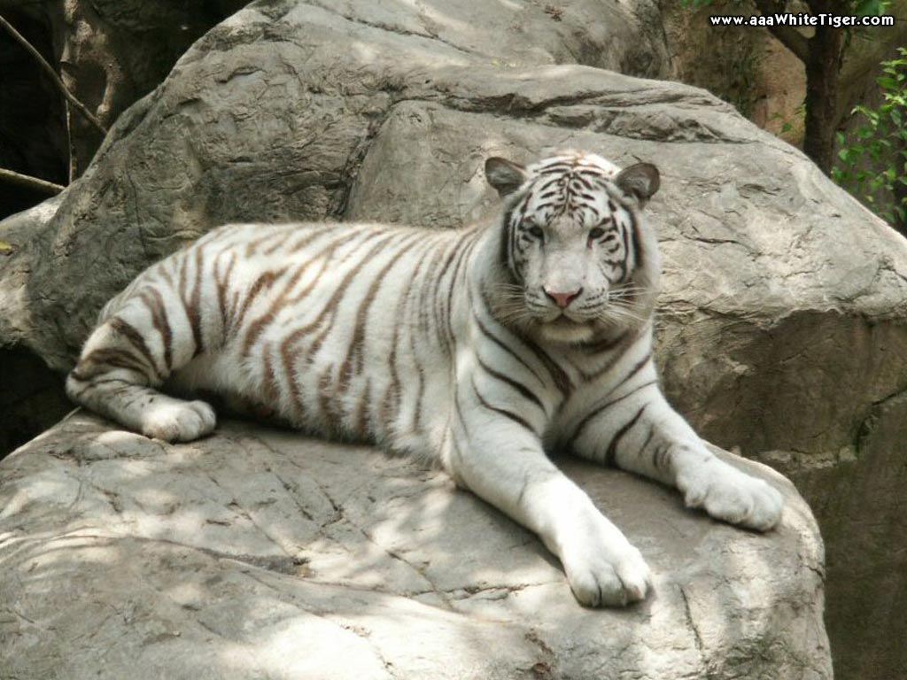 TIGER WALLPAPERS White Tiger On Rocks Wallpaper