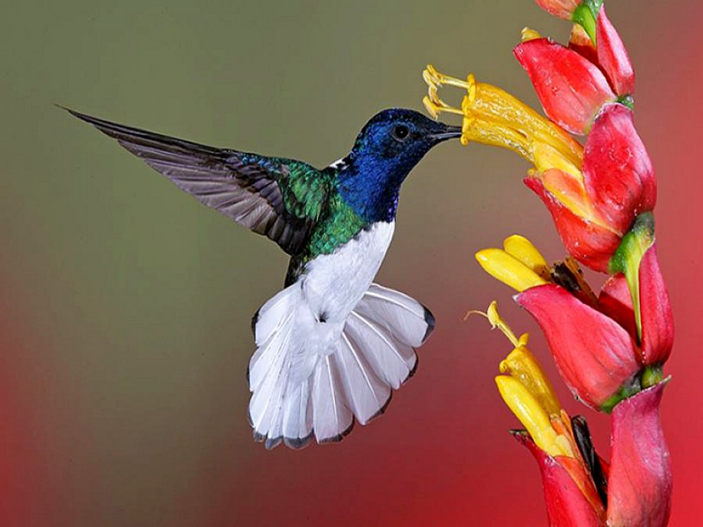 flowers for flower lovers Flowers and birds beautiful wallpapers