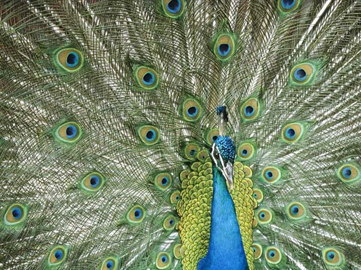Male Peacock Desktop Wallpaper Feathers