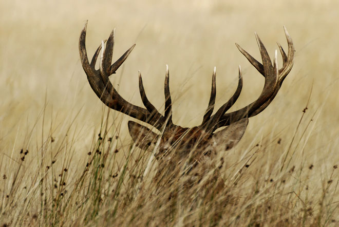 Journal Wyoming Deer Could Alter Drilling Nationwide