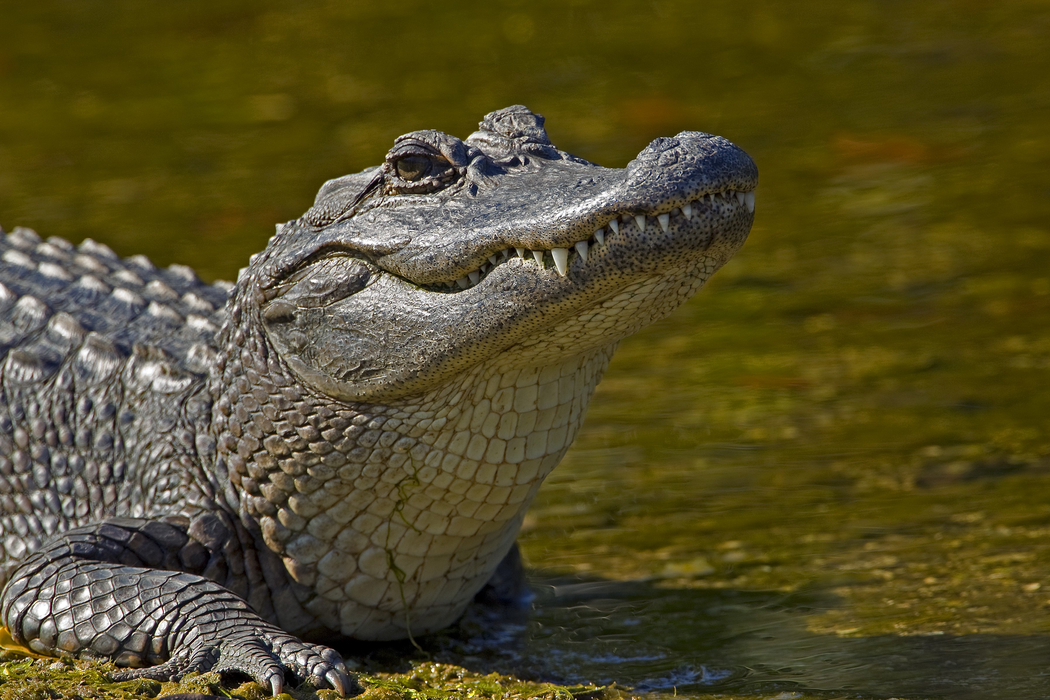 Alligator HD Wallpaper