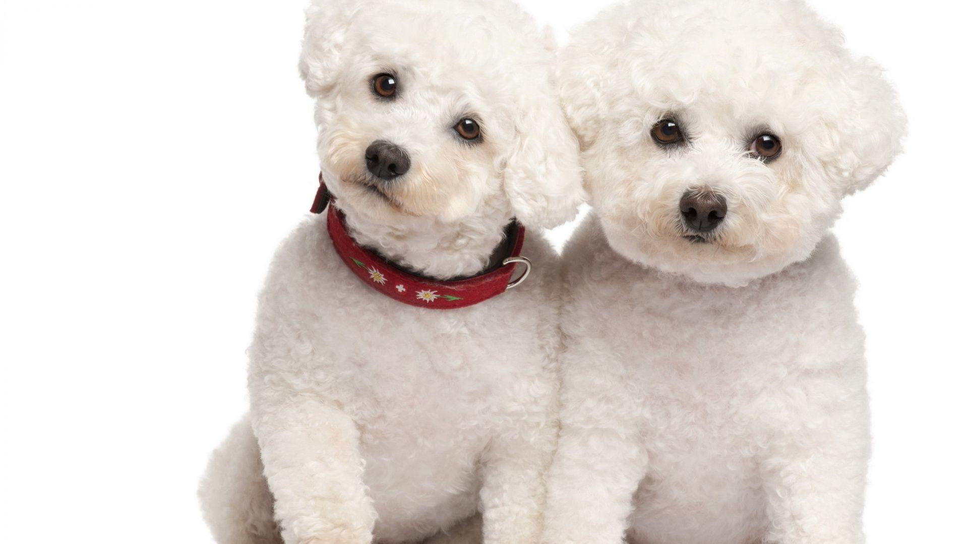 Image For Cute Toy Poodle Wallpaper Bichon Frise Puppy