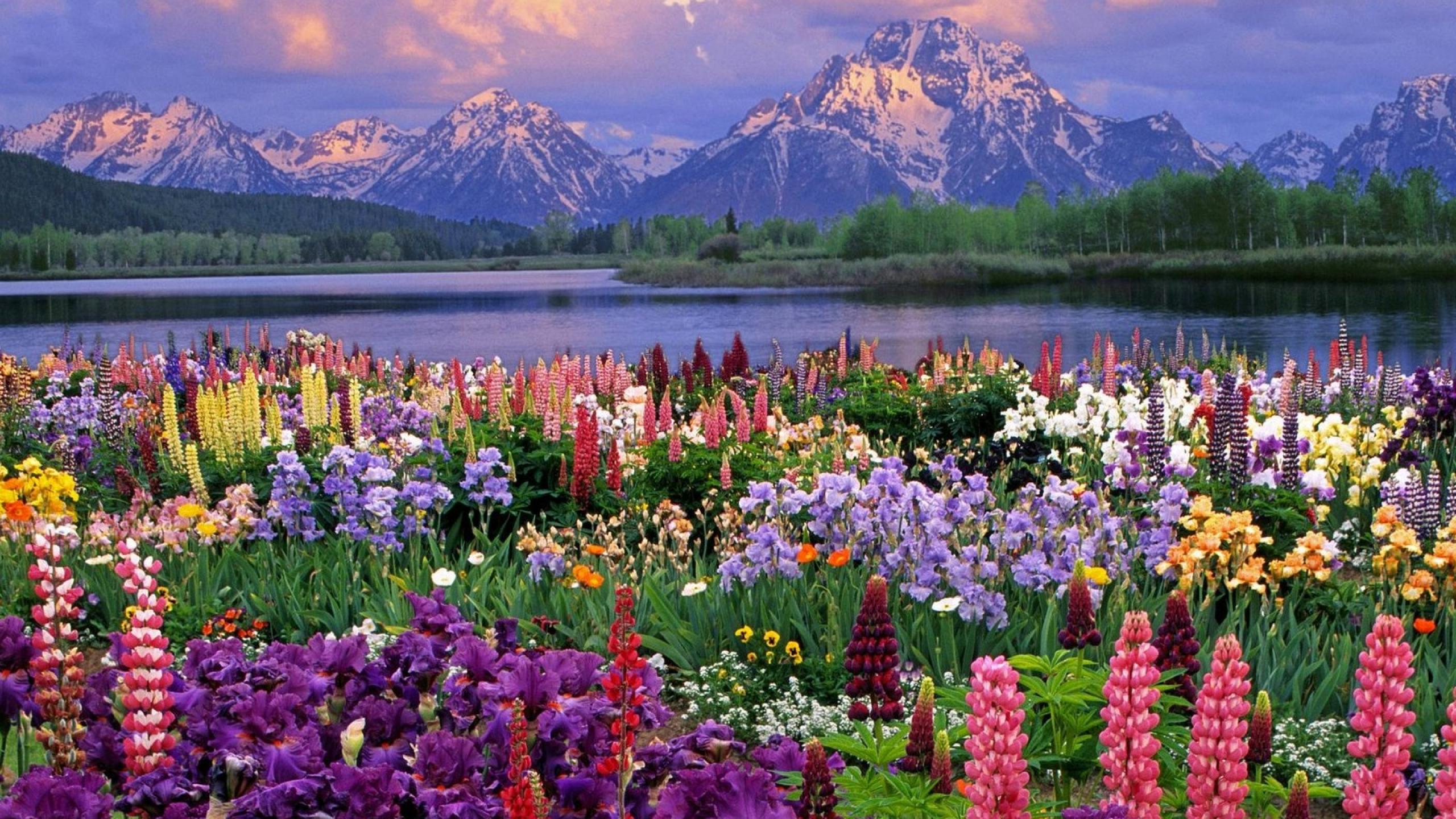 Scenic Lakes Wildflowers Wild Ultra Or Dual High Definition