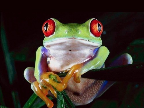 Red Eyes Frog Screensaver Screensavers