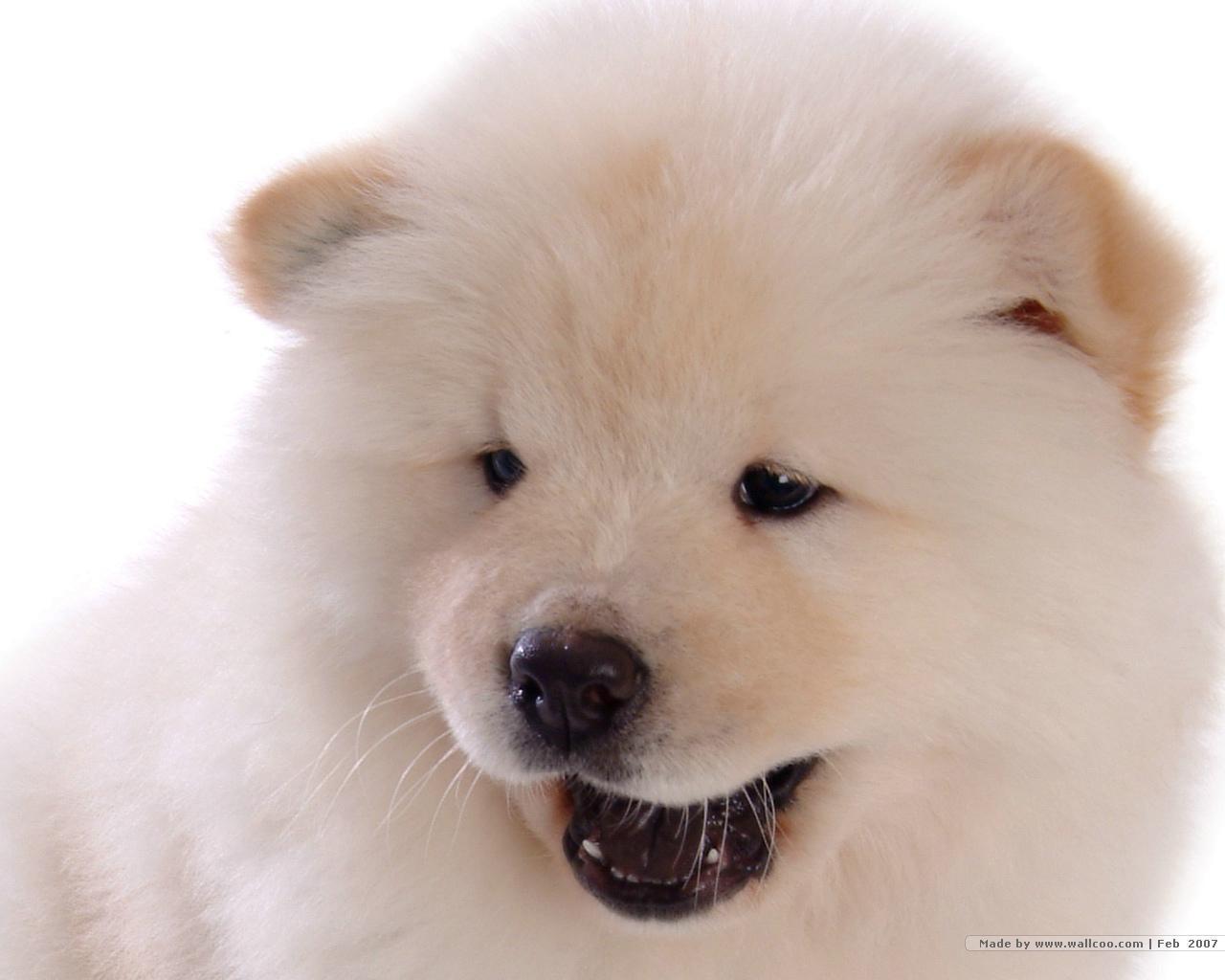 Chow Puppy Wallpaper Puppies