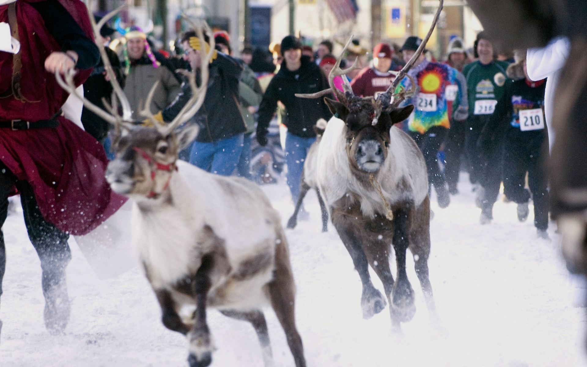 Reindeer Run Desktop Wallpaper