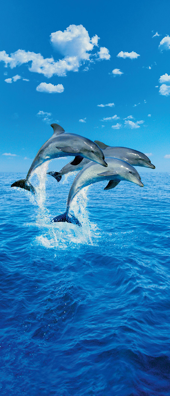Three Dolphins Steve Bloom Wall Mural Buy At Europosters