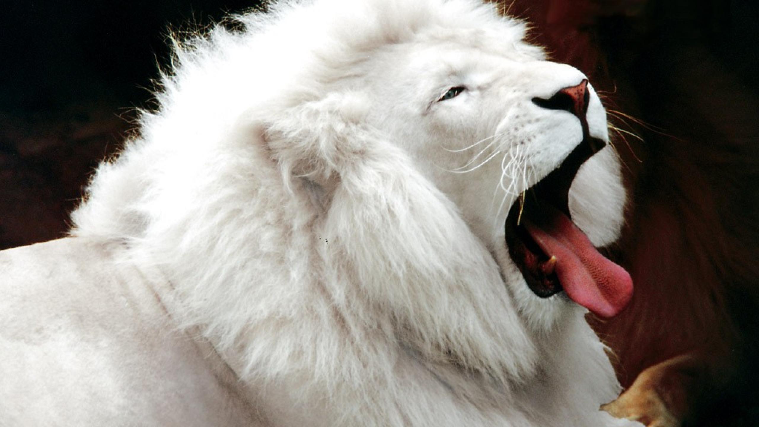 White Lion Roar HD Wallpaper Animals