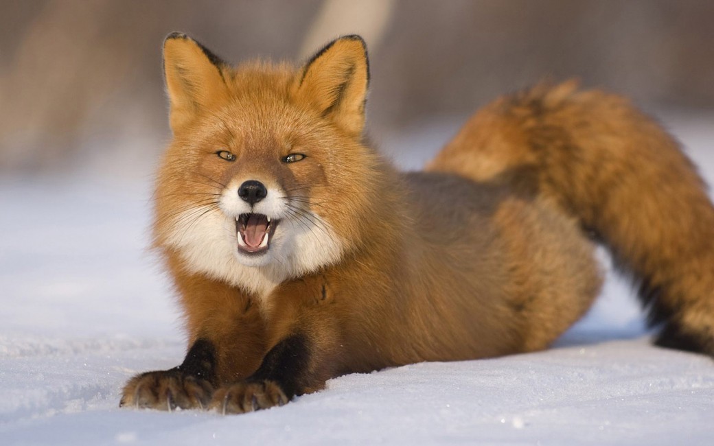 Fox Red Haired Young Snow Down Funny Stock Photos Image