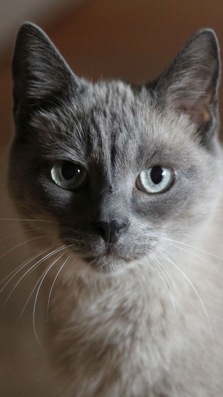 Cat Portrait Stare Confident Wallpaper