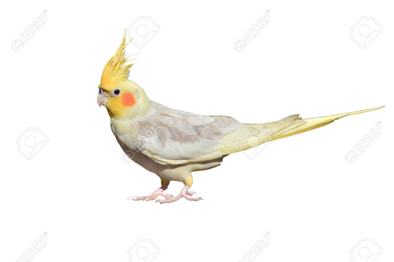 Cockatiel Nymphicus Hollandicus Isolated On White Background