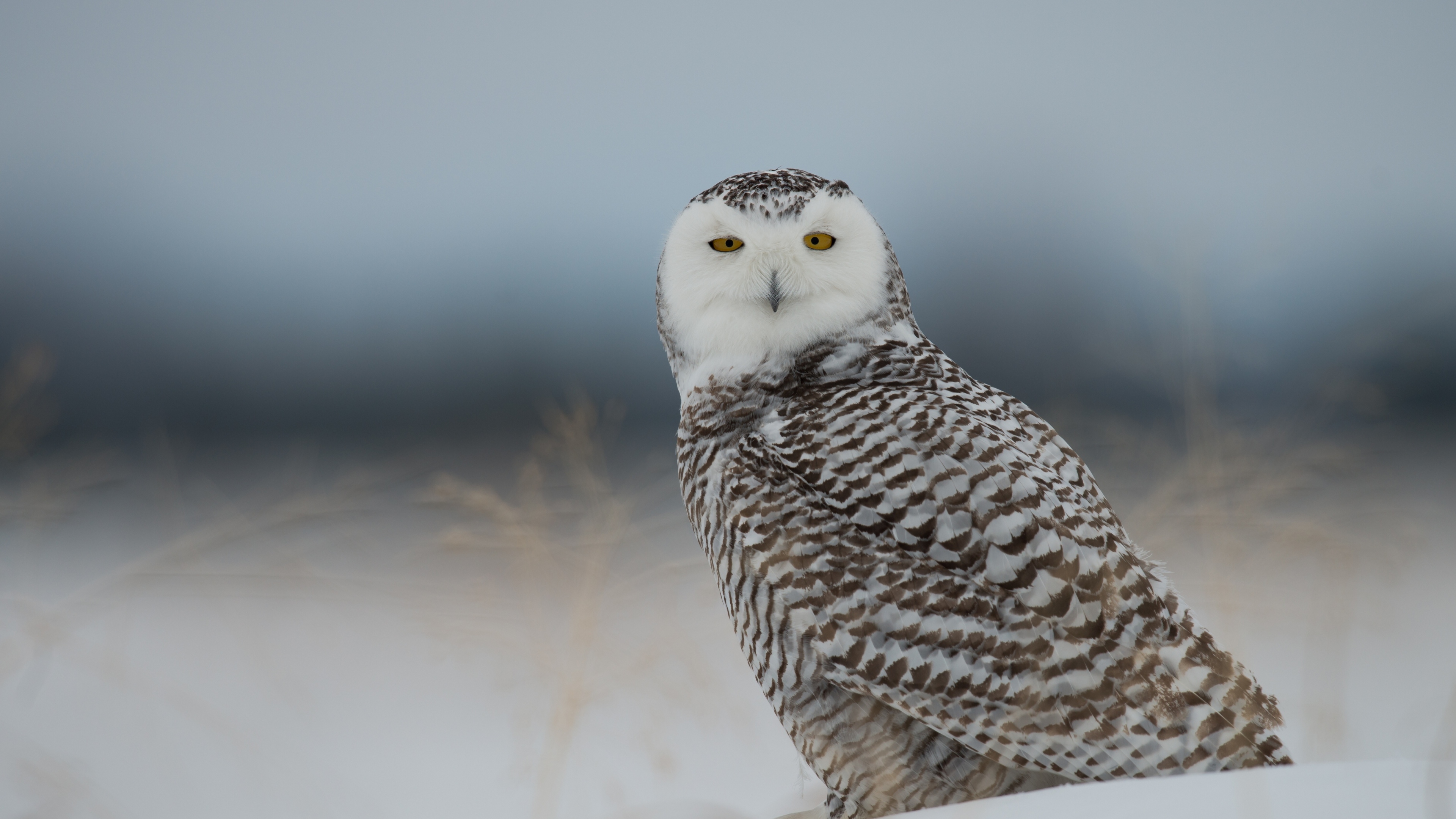 Snowy Owl HD Wallpaper