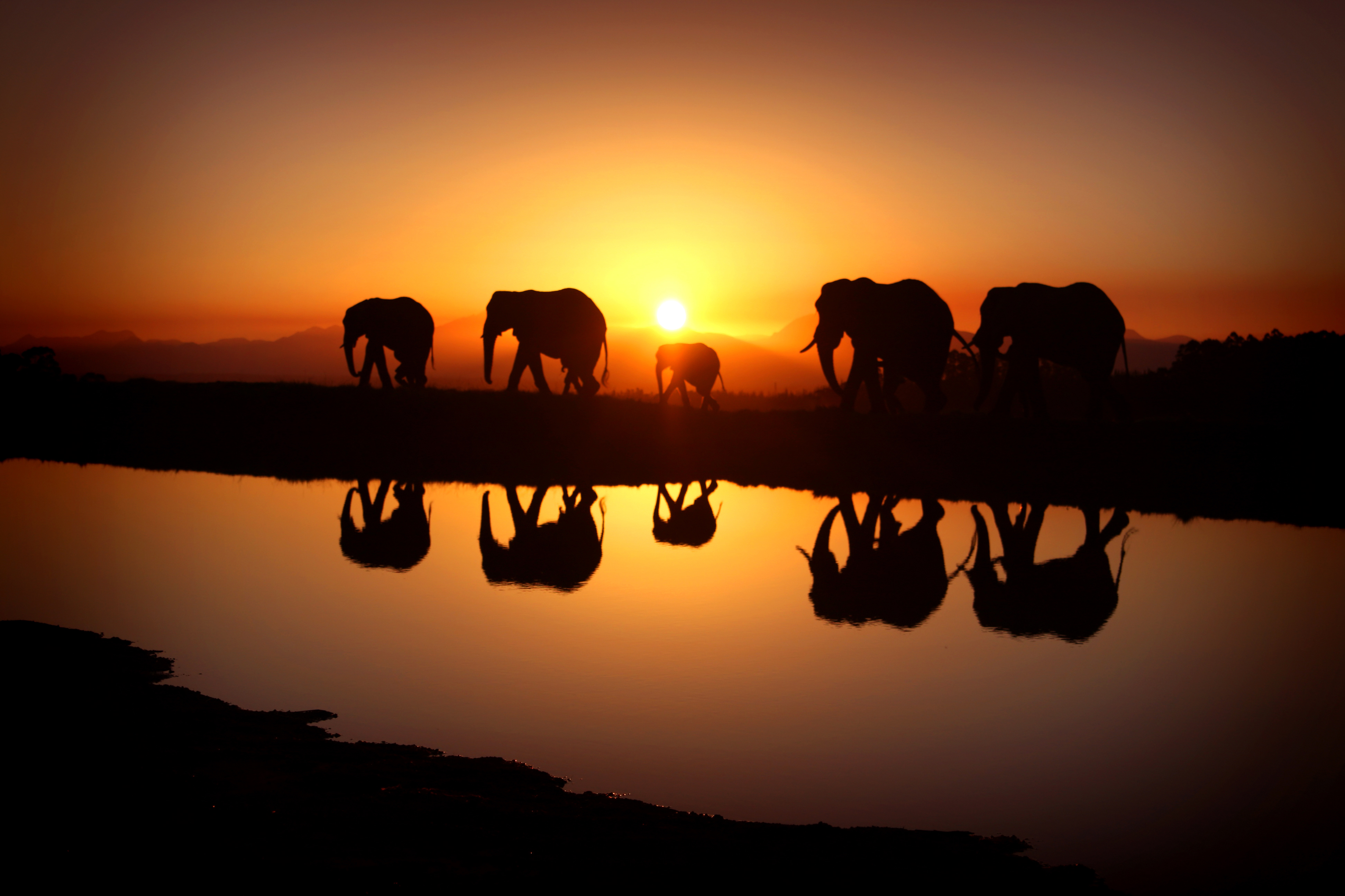 Beautiful Sunset And Elephants Background Gallery Yopriceville