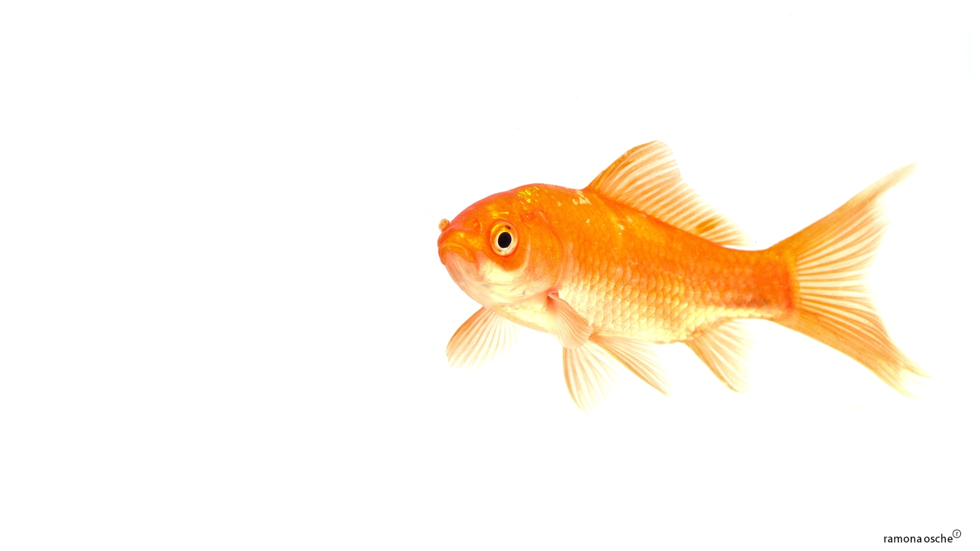 Goldfish Pet Top Isolated On White Background Stock Photo