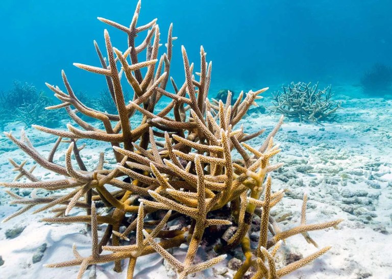 Staghorn Coral Istock Wallpaper