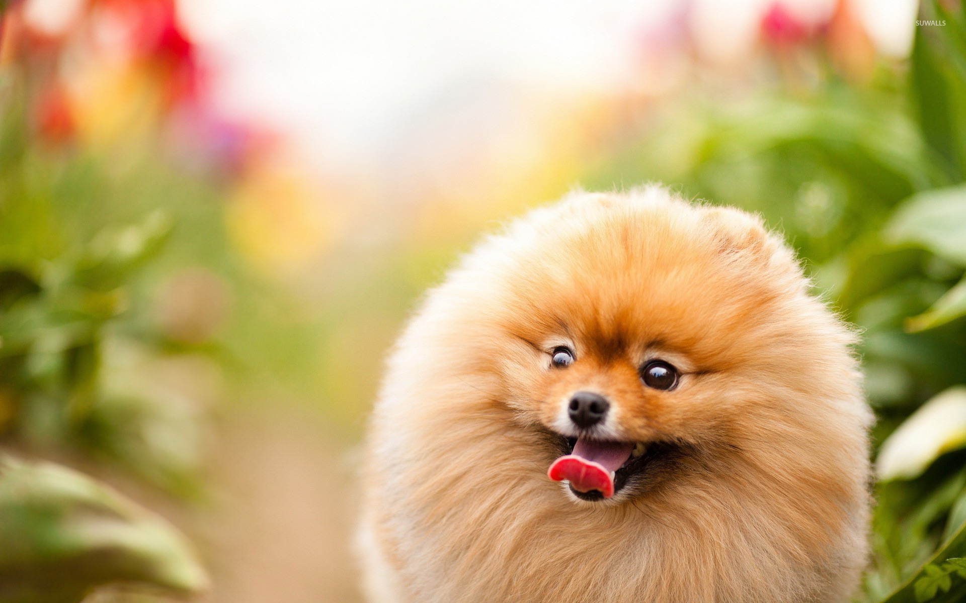 Excited Pomeranian Wallpaper Animal