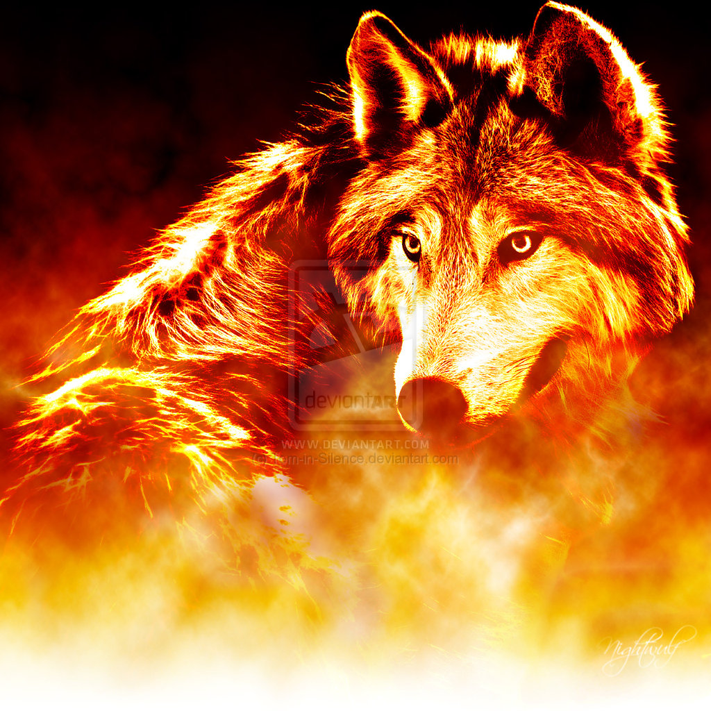 Related Pictures Wolf Wallpaper Fire And Ice The Pack