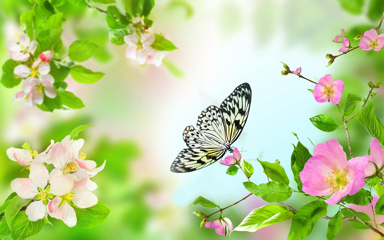 Gentle Flowers Live Wallpaper Android Apps On Google Play
