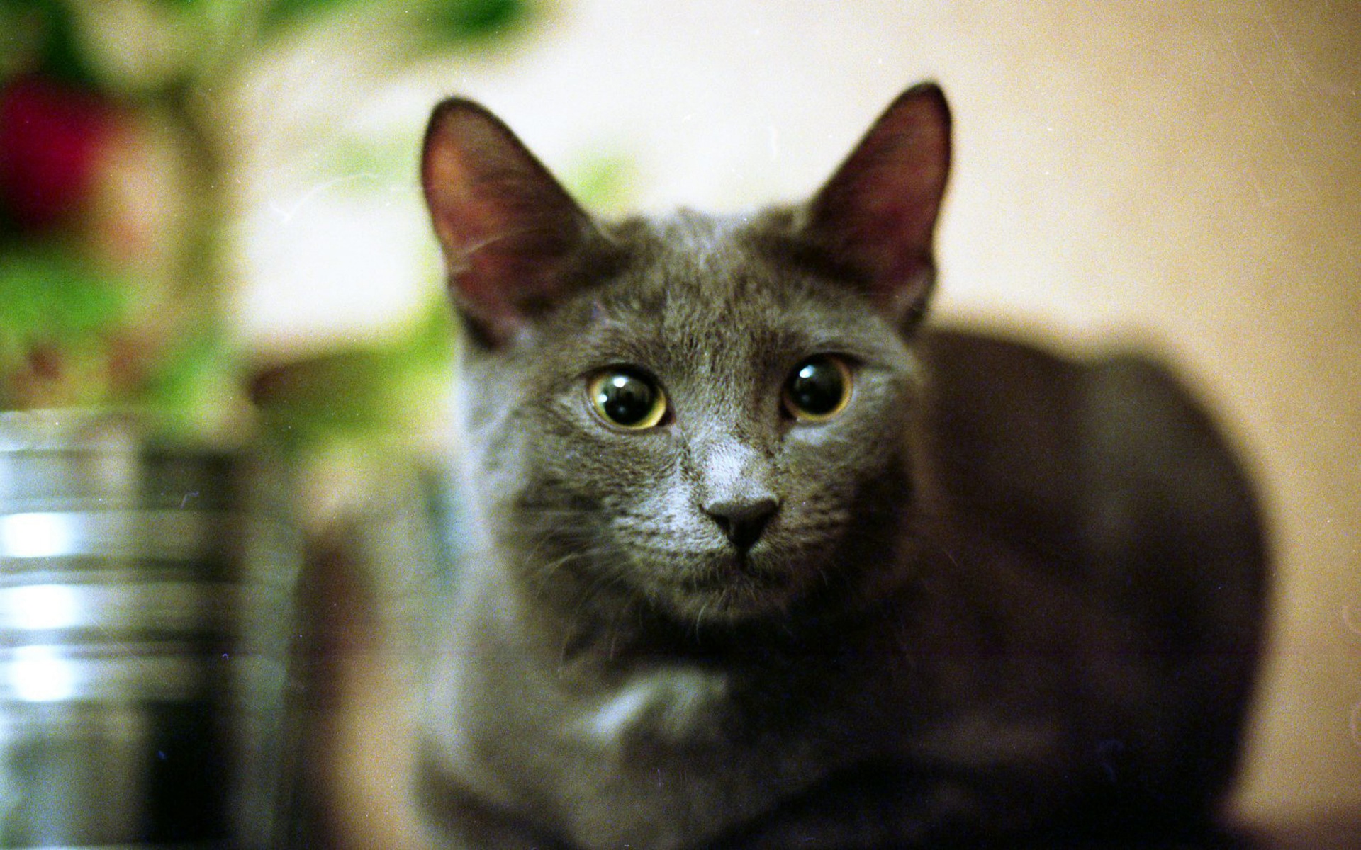Cat At Home HD Desktop Wallpaper And Stock Photos