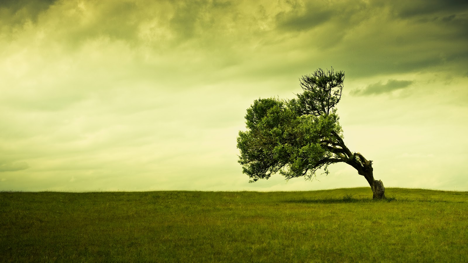 HD Tree Background Wallpaper Green Trees Photos Photography
