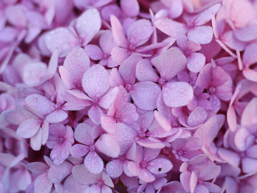 Dew Pink Purple Hydrangea Wallpaper