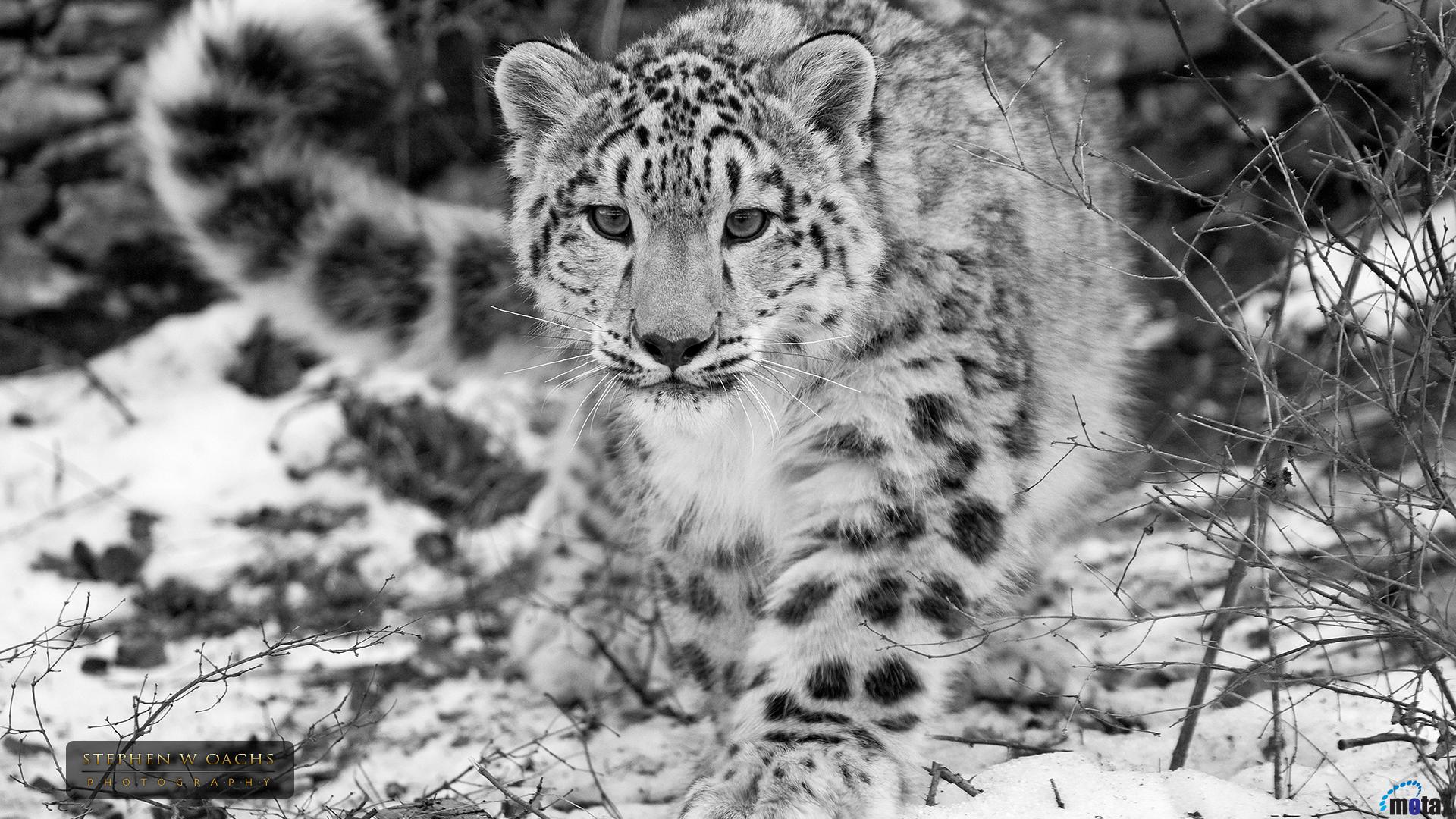 Desktop Wallpaper Snow Leopard By Stephen Oachs