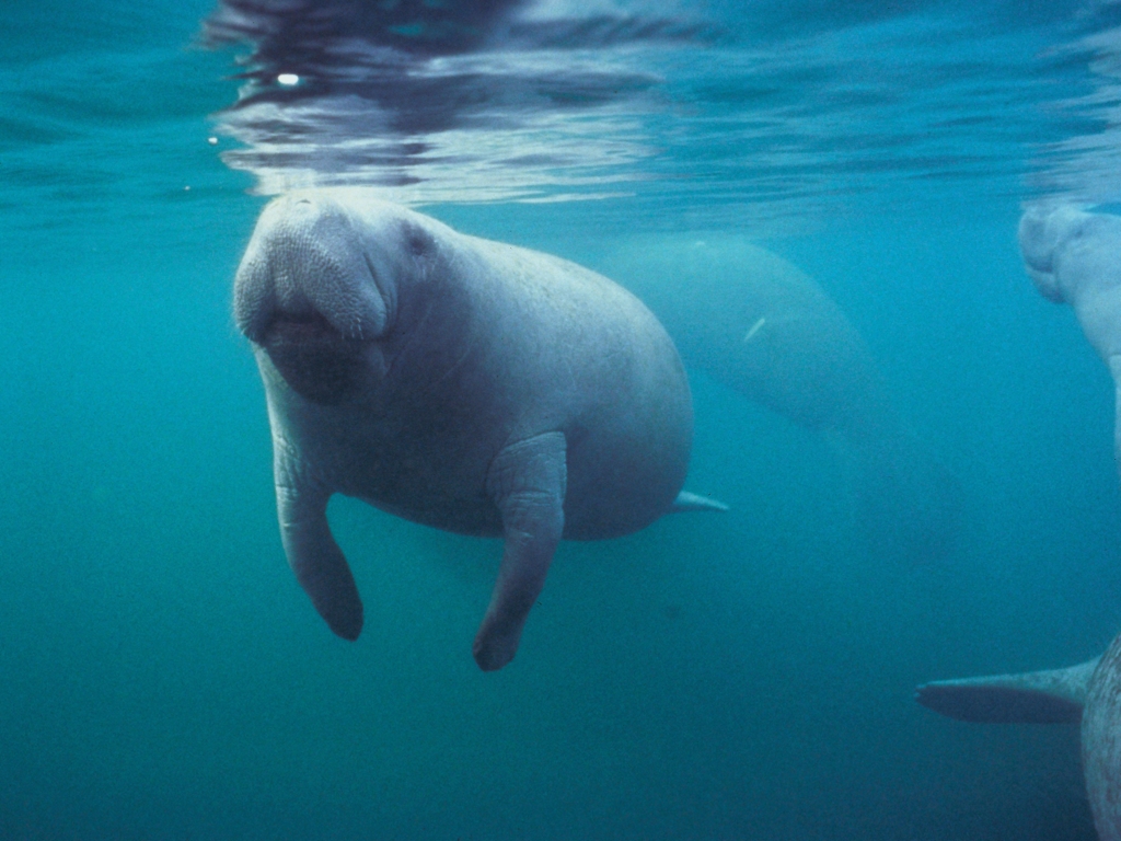 Florida Manatee Desktop Wallpaper