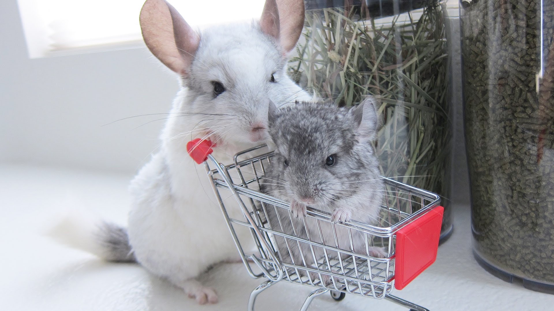 Chinchilla Takes Her Baby Shopping