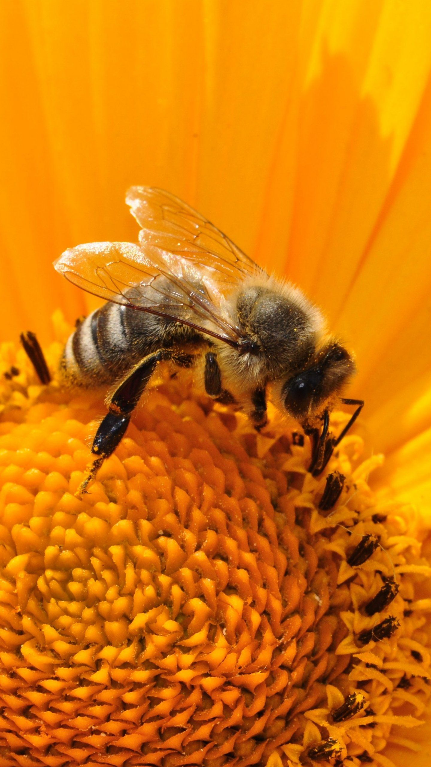 Bee Wallpaper Desktop