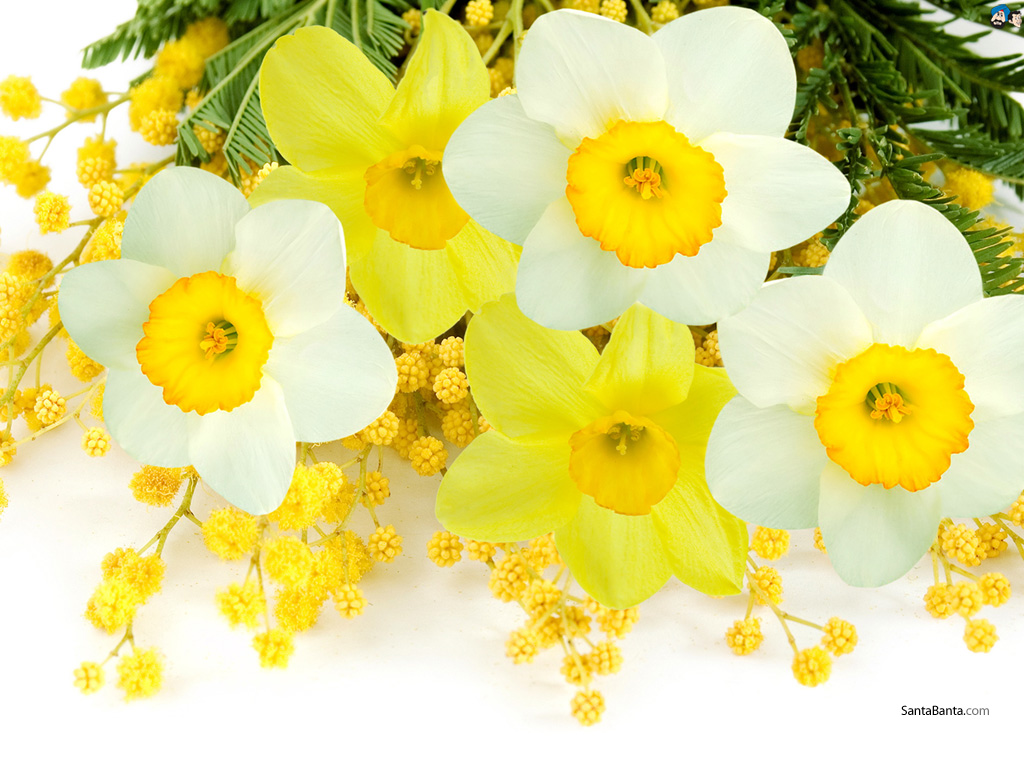Daffodils Flowers HD Wallpaper