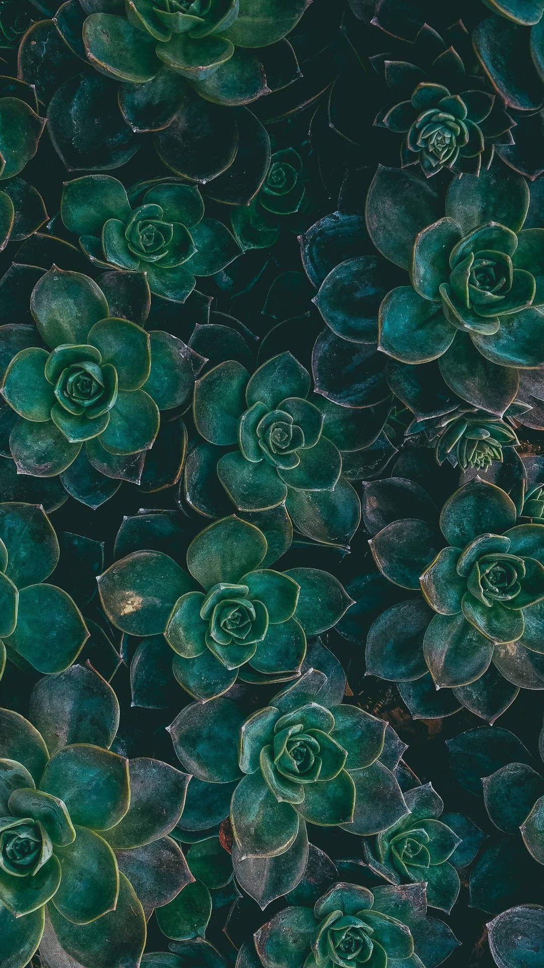 Boho Aesthetic Wallpaper
