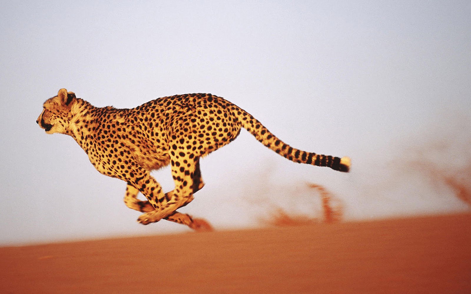 HD Cheetah Wallpaper With A Fast Running In The Desert