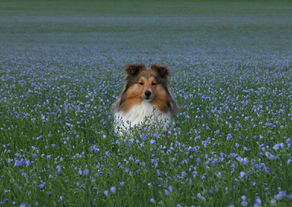 Shetland Sheepdog Puppies Information New Dog Funny Pet Pictures