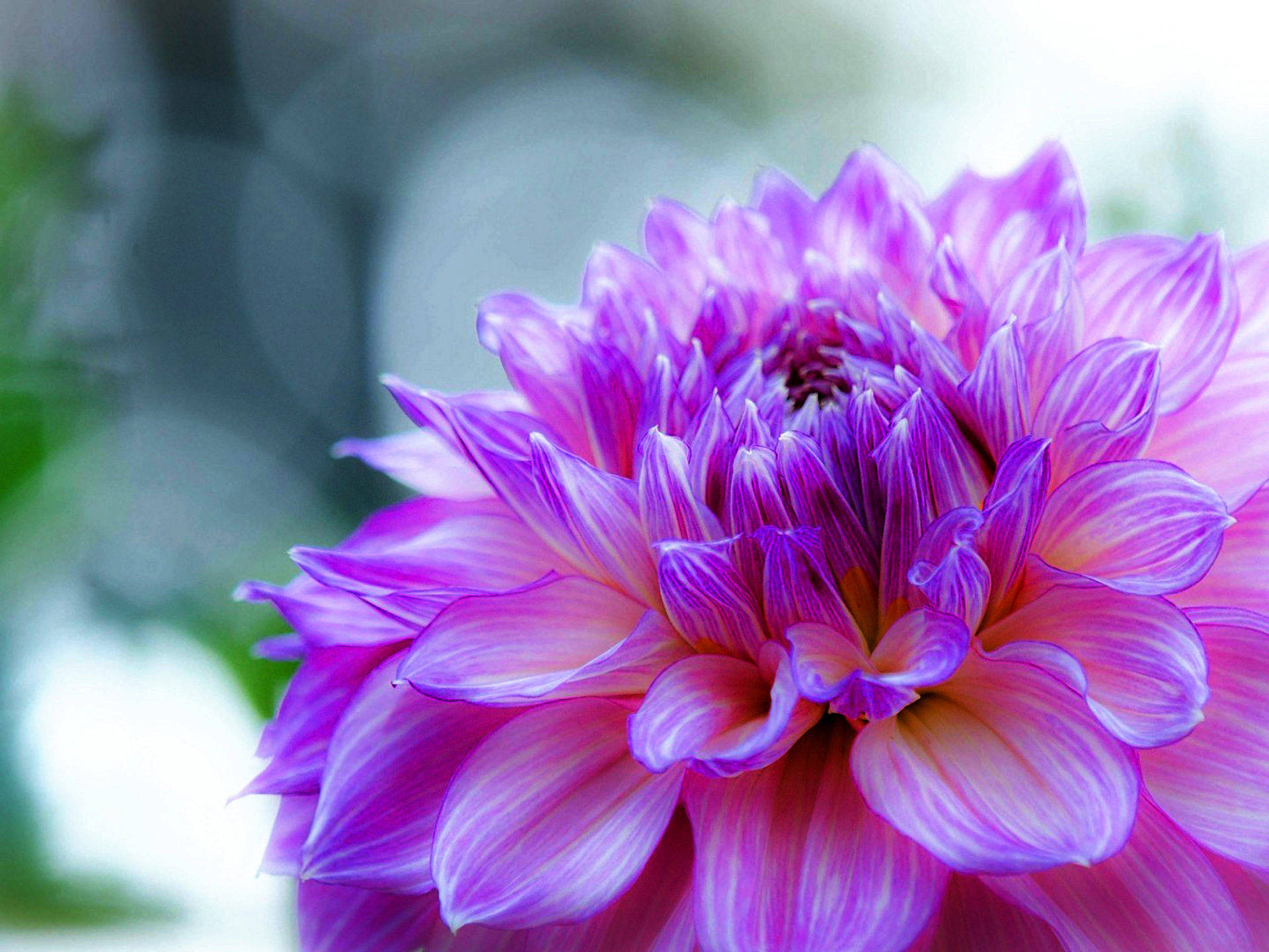 Purple Flower Desktop Wallpaper