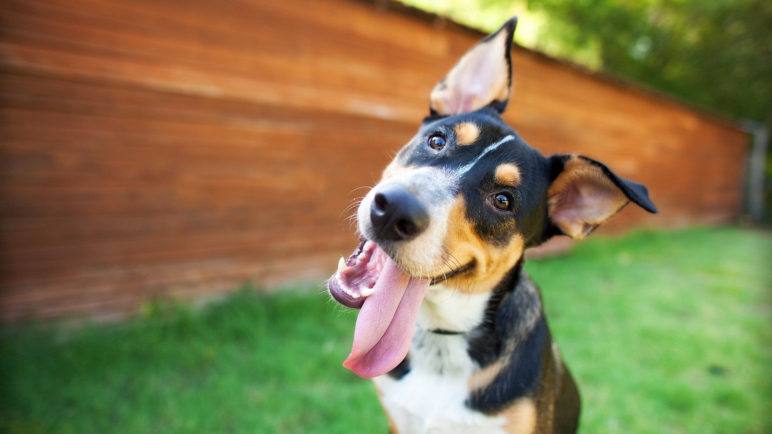 Spca Florida Rent A Dog Program Expands Wfla